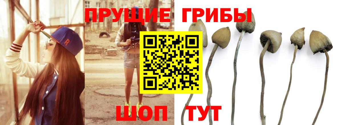 Лыткарино  Галлюциногенные грибы Cubensis  Вход с VPN  Галлюциногенные грибы мицелий 